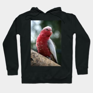 Curious Galah Hoodie